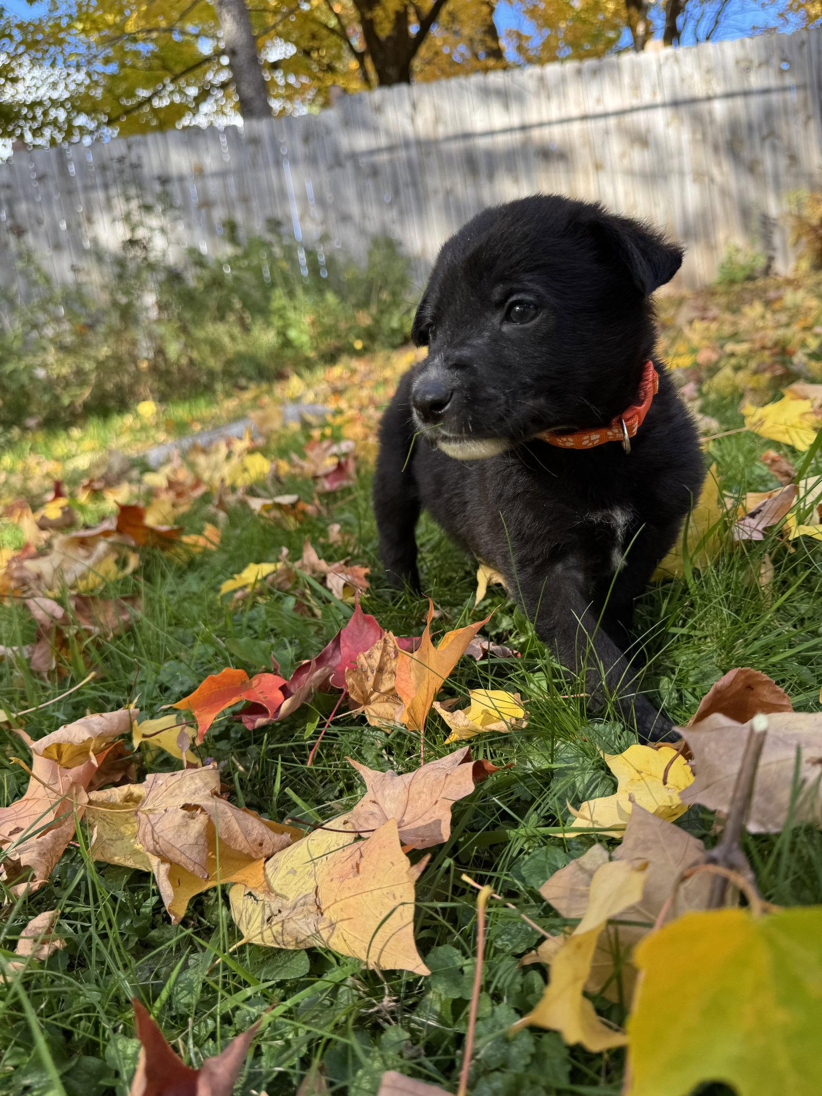 Enlarge Emmett, a Adoptable Shepherd in Duluth, MN image 2/3