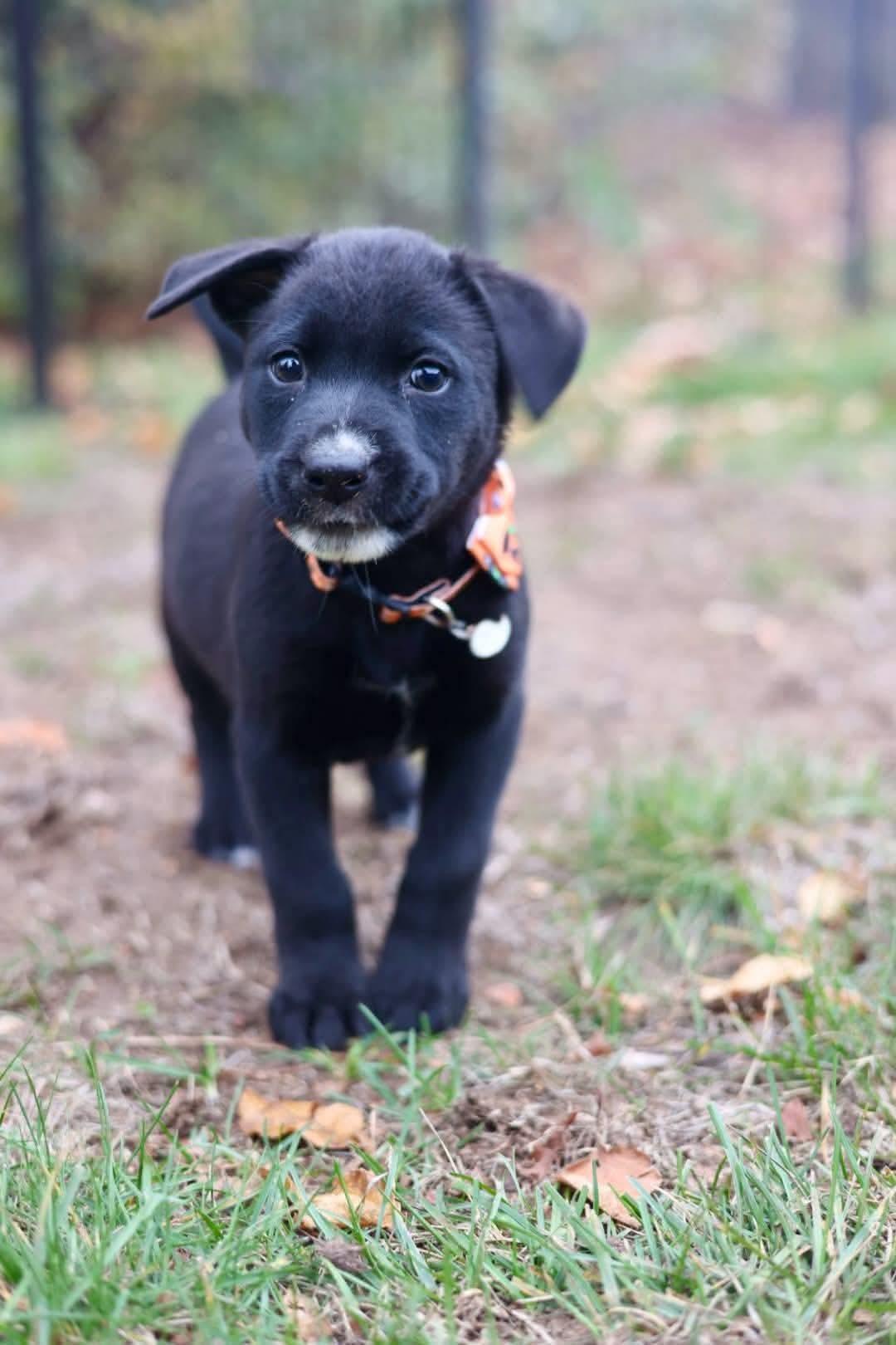 Enlarge Emmett, a Adoptable Shepherd in Duluth, MN image 3/3
