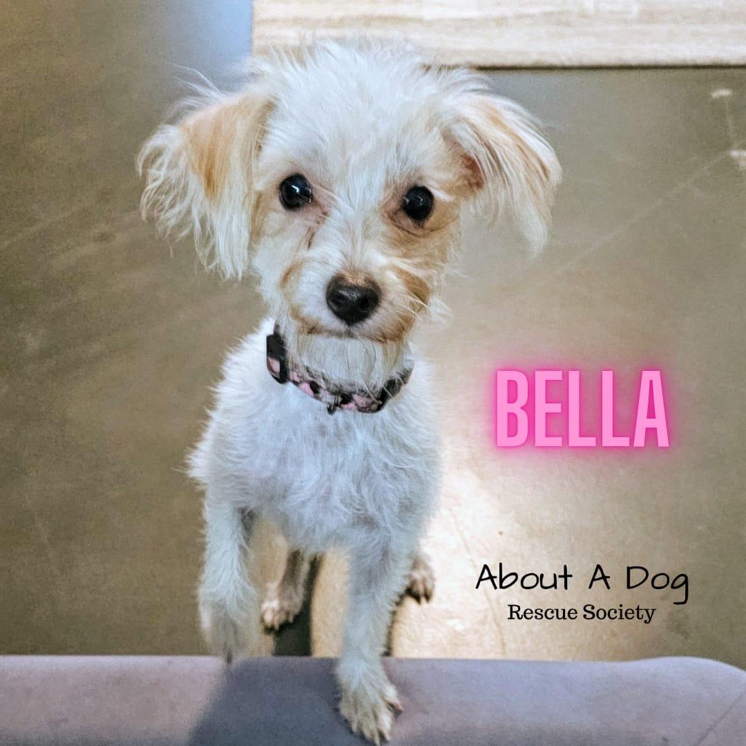 Bella, a Adopted mixed breed in Vancouver, BC image 5/6