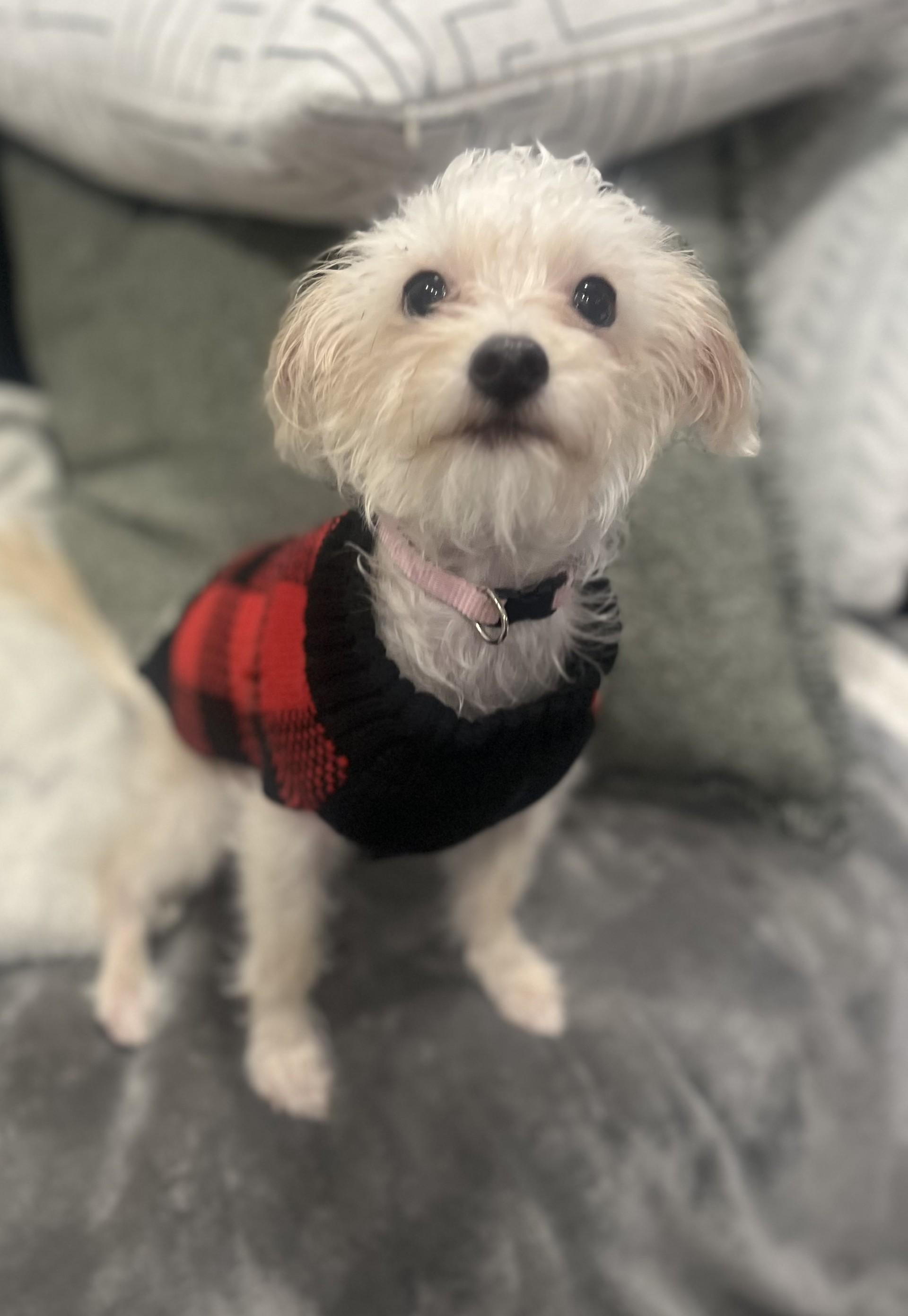 Bella, a Adopted mixed breed in Vancouver, BC image 1/6