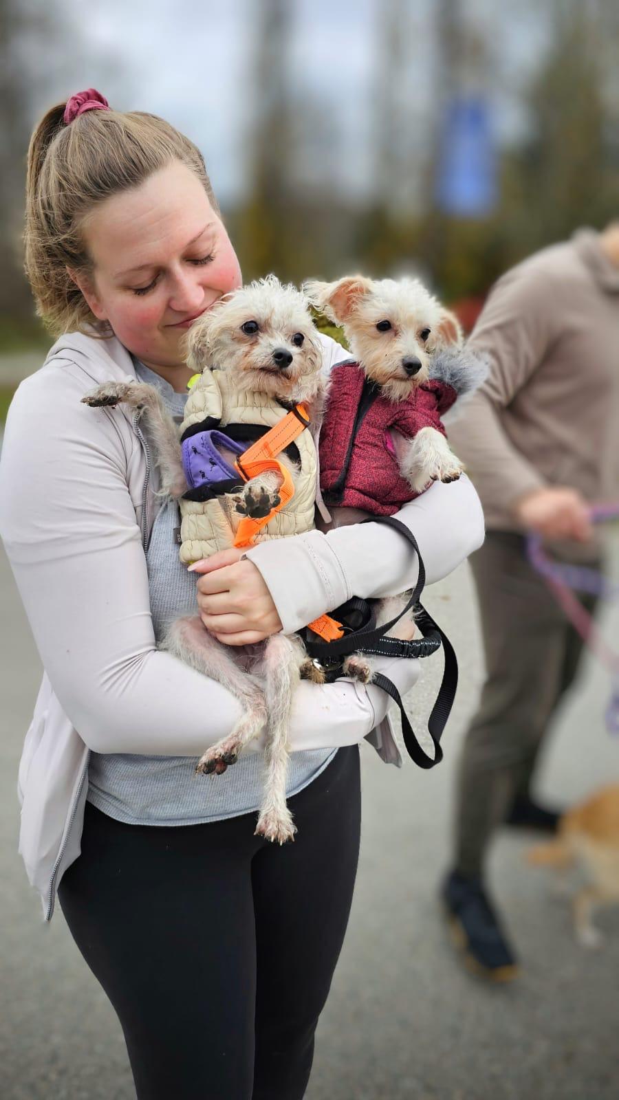 Bella, a Adopted mixed breed in Vancouver, BC image 6/6