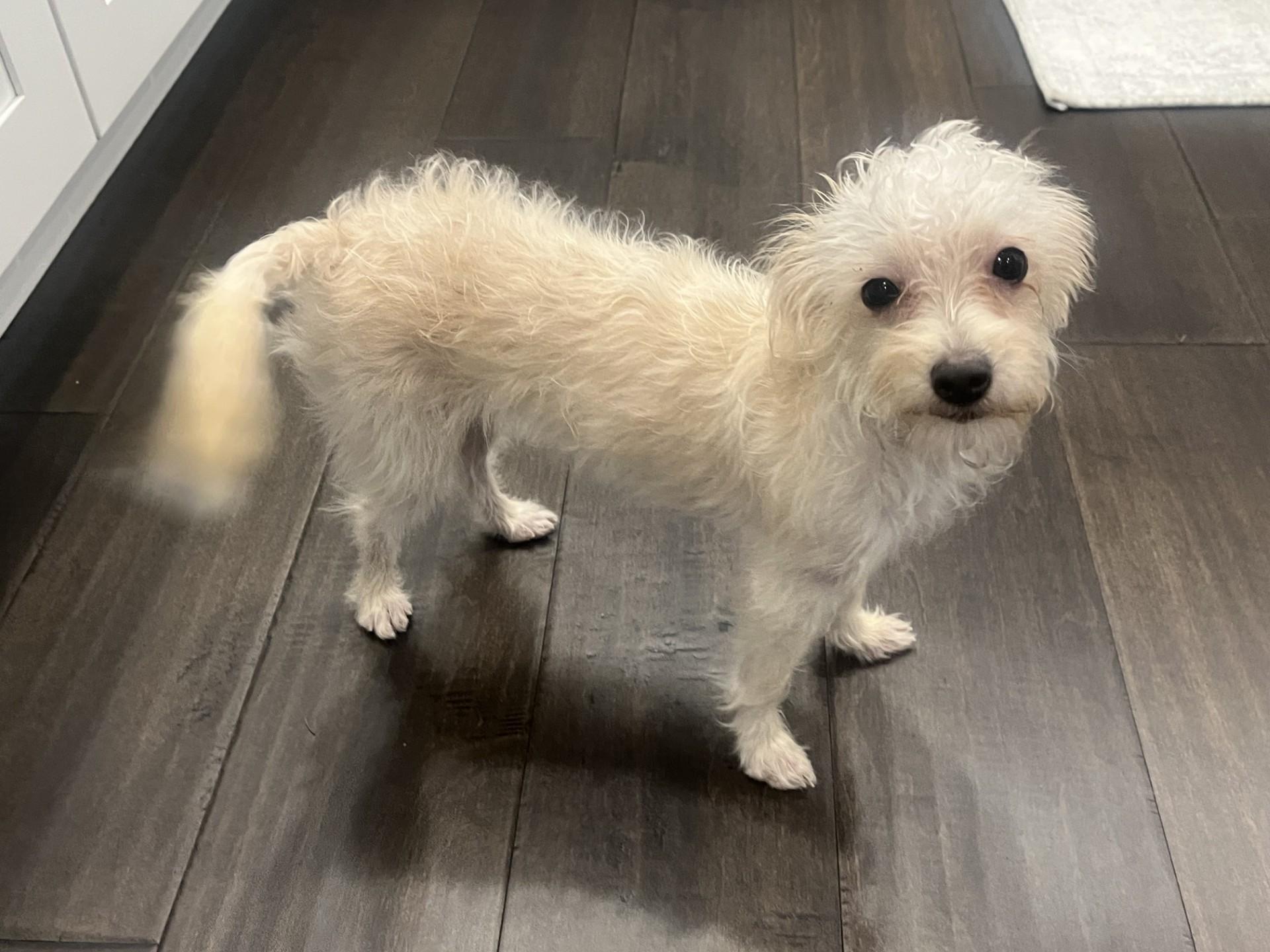 Bella, a Adopted mixed breed in Vancouver, BC image 4/6