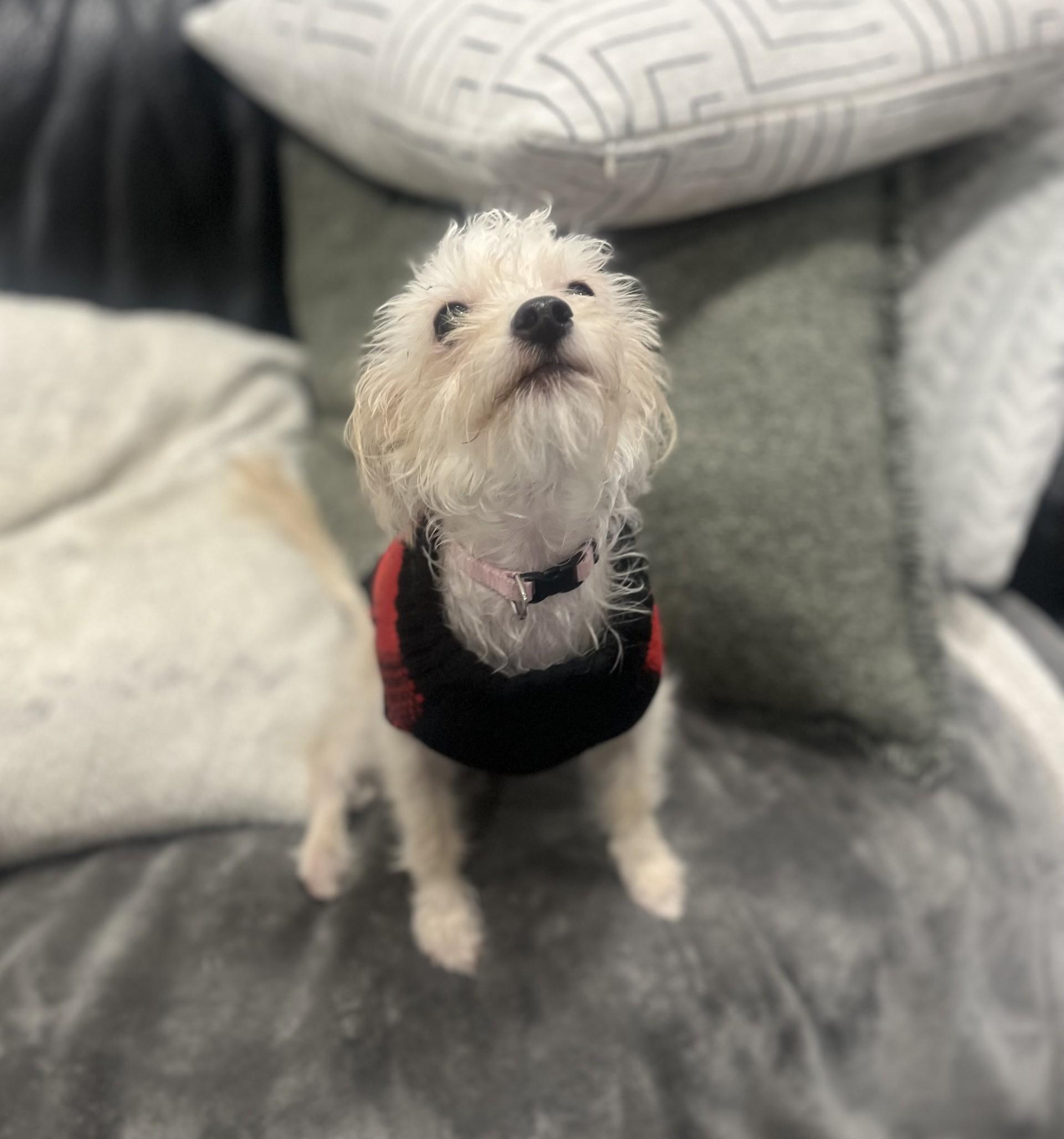 Bella, a Adopted mixed breed in Vancouver, BC image 3/6