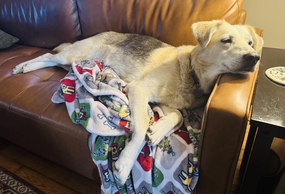 Vivi, Adoptable, Adult Female Mixed Breed.