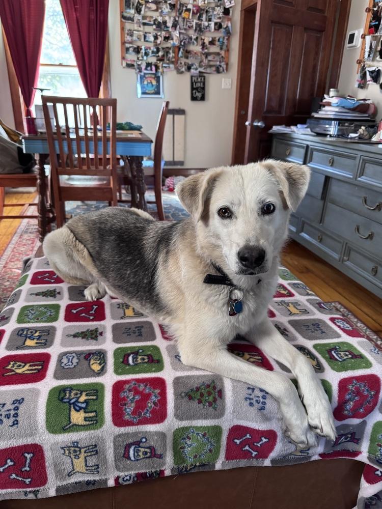 Enlarge Vivi, a Adoptable mixed breed in Lincoln, NE image 2/6