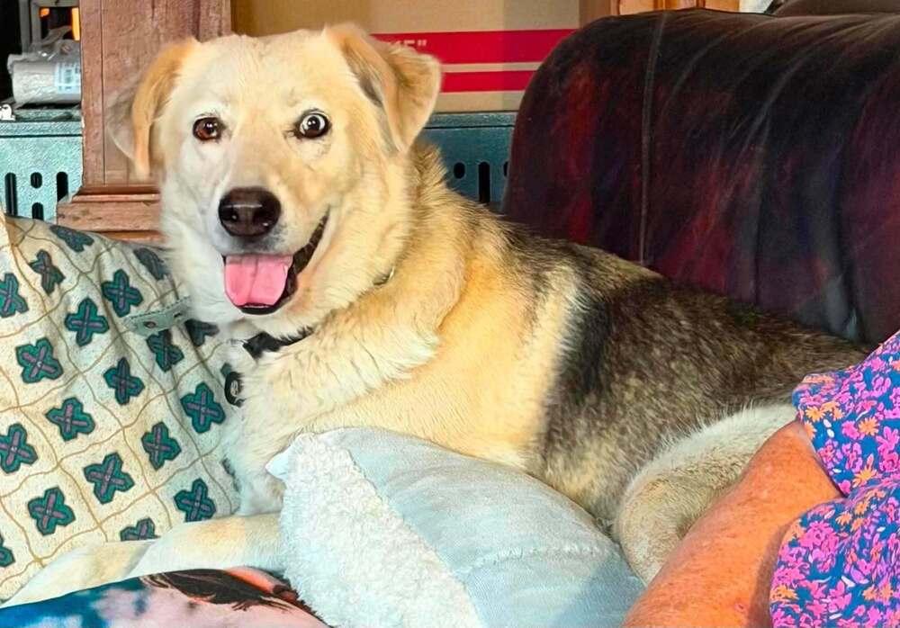 Enlarge Vivi, a Adoptable mixed breed in Lincoln, NE image 3/6