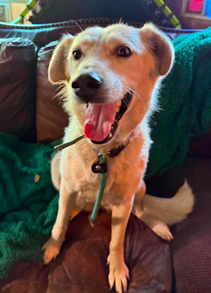 Enlarge Vivi, a Adoptable mixed breed in Lincoln, NE image 6/6
