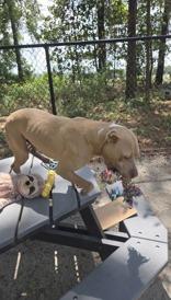 Enlarge Sampson, a ADOPTABLE Mixed Breed in Georgetown, SC image 1/1