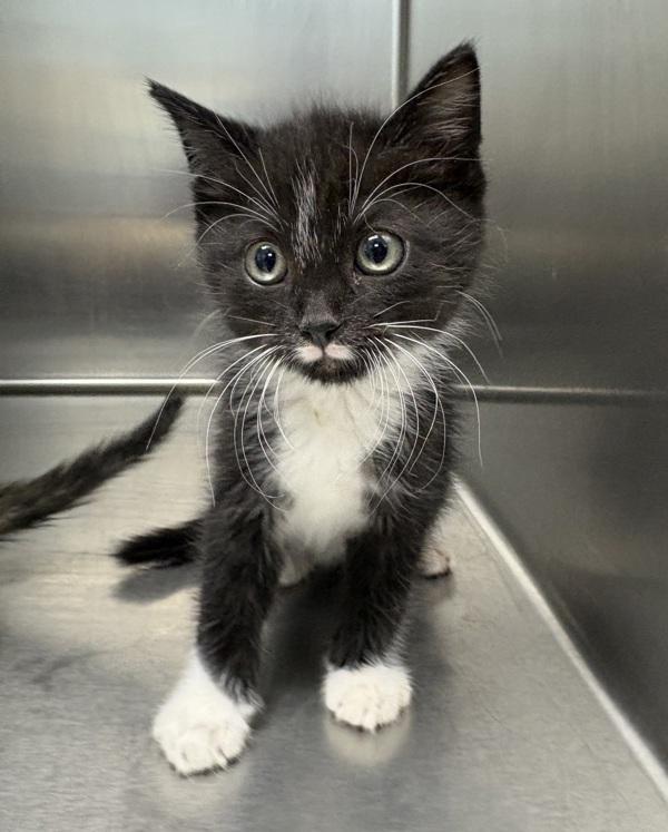 Enlarge Mustache, a Adoptable mixed breed in Sioux City, IA image 1/1