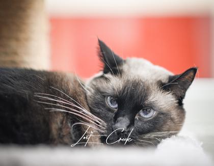 Enlarge Coco, a Adoptable mixed breed in Kalispell, MT image 1/3