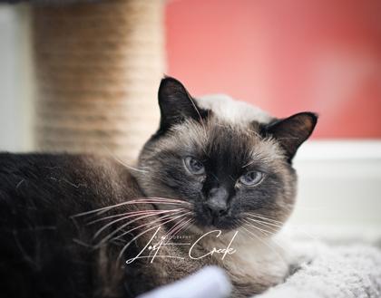 Enlarge Coco, a Adoptable mixed breed in Kalispell, MT image 2/3