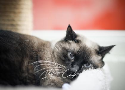 Enlarge Coco, a Adoptable mixed breed in Kalispell, MT image 3/3