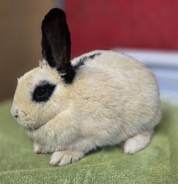 Bunita, Adoptable, Adult Female Mini Rex & Hotot.