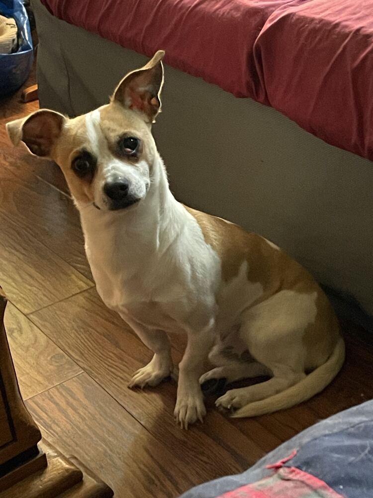 Enlarge Hector, a Adoptable mixed breed in Silver Spring, MD image 2/6