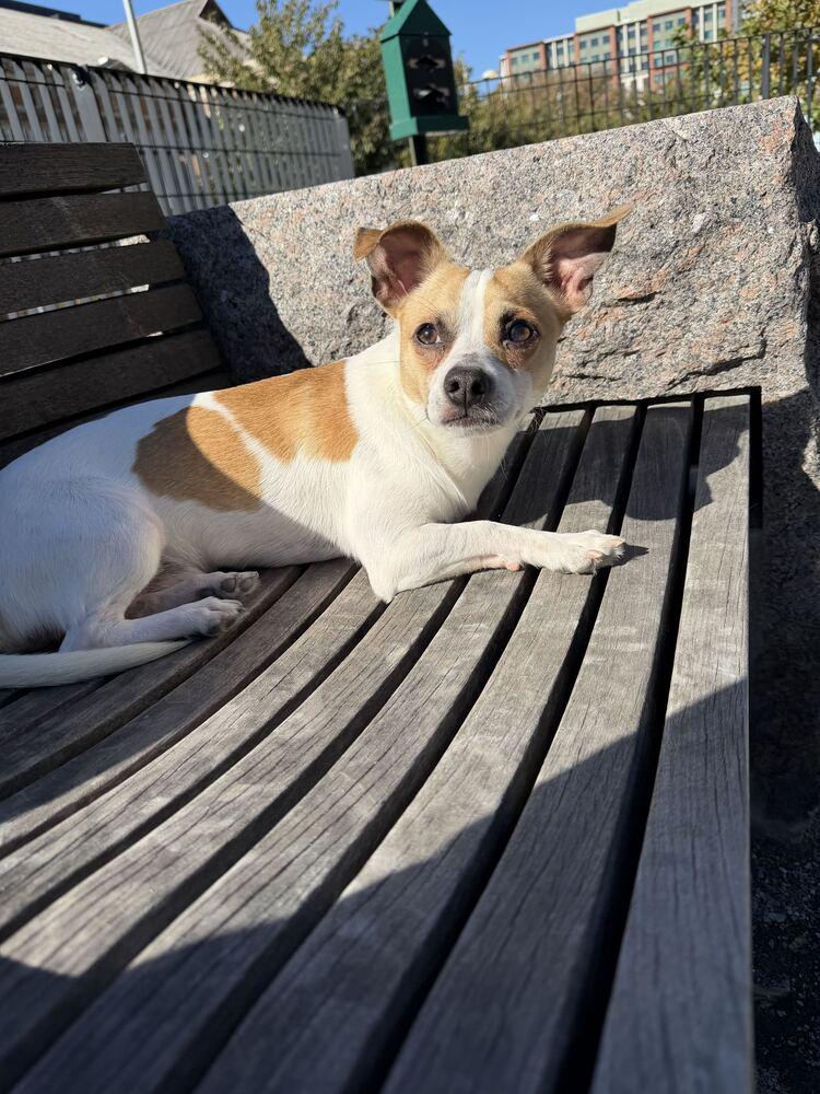 Enlarge Hector, a Adoptable mixed breed in Silver Spring, MD image 4/6