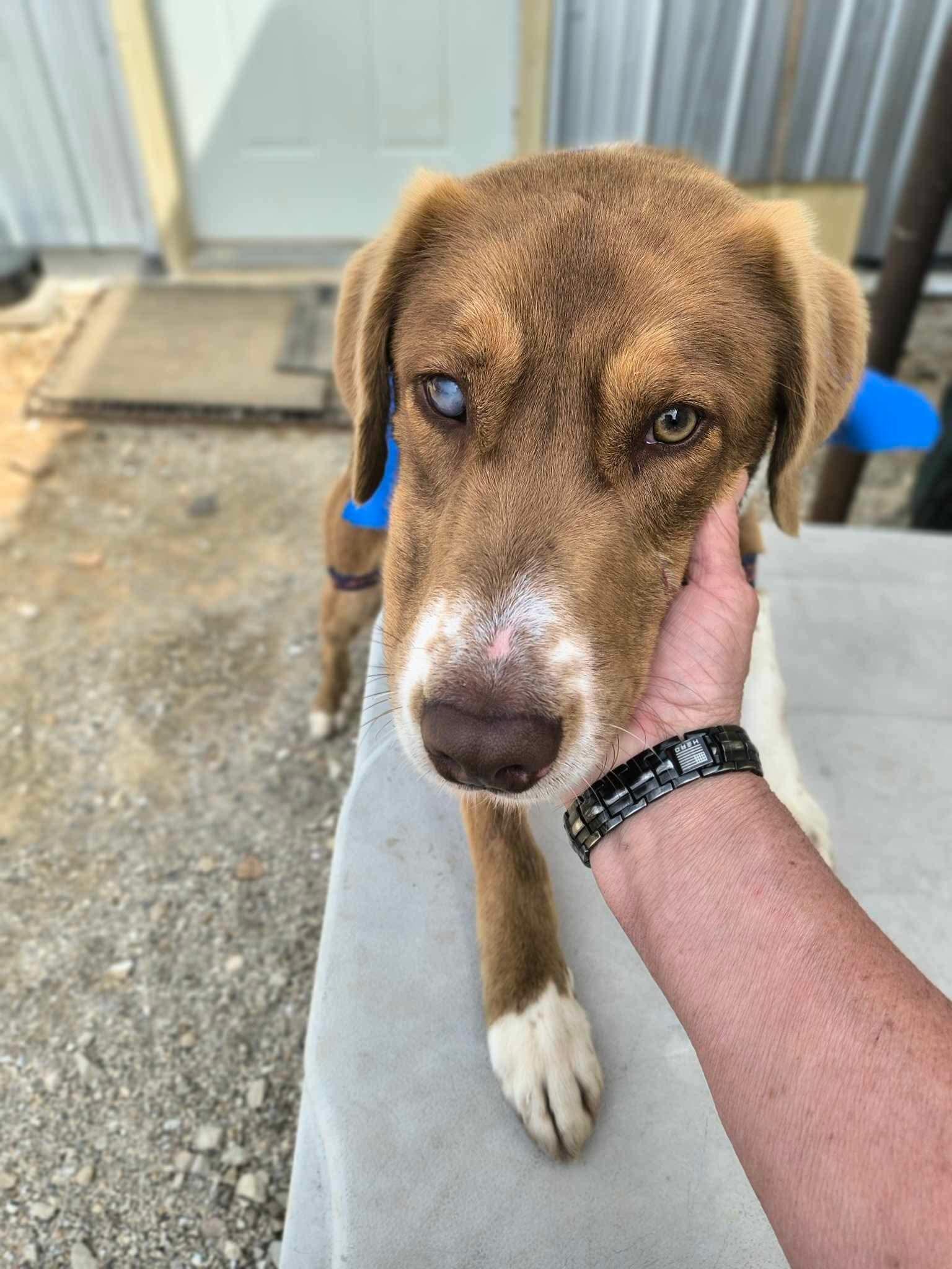 Enlarge Georgie, a Adoptable mixed breed in Stover, MO image 2/3