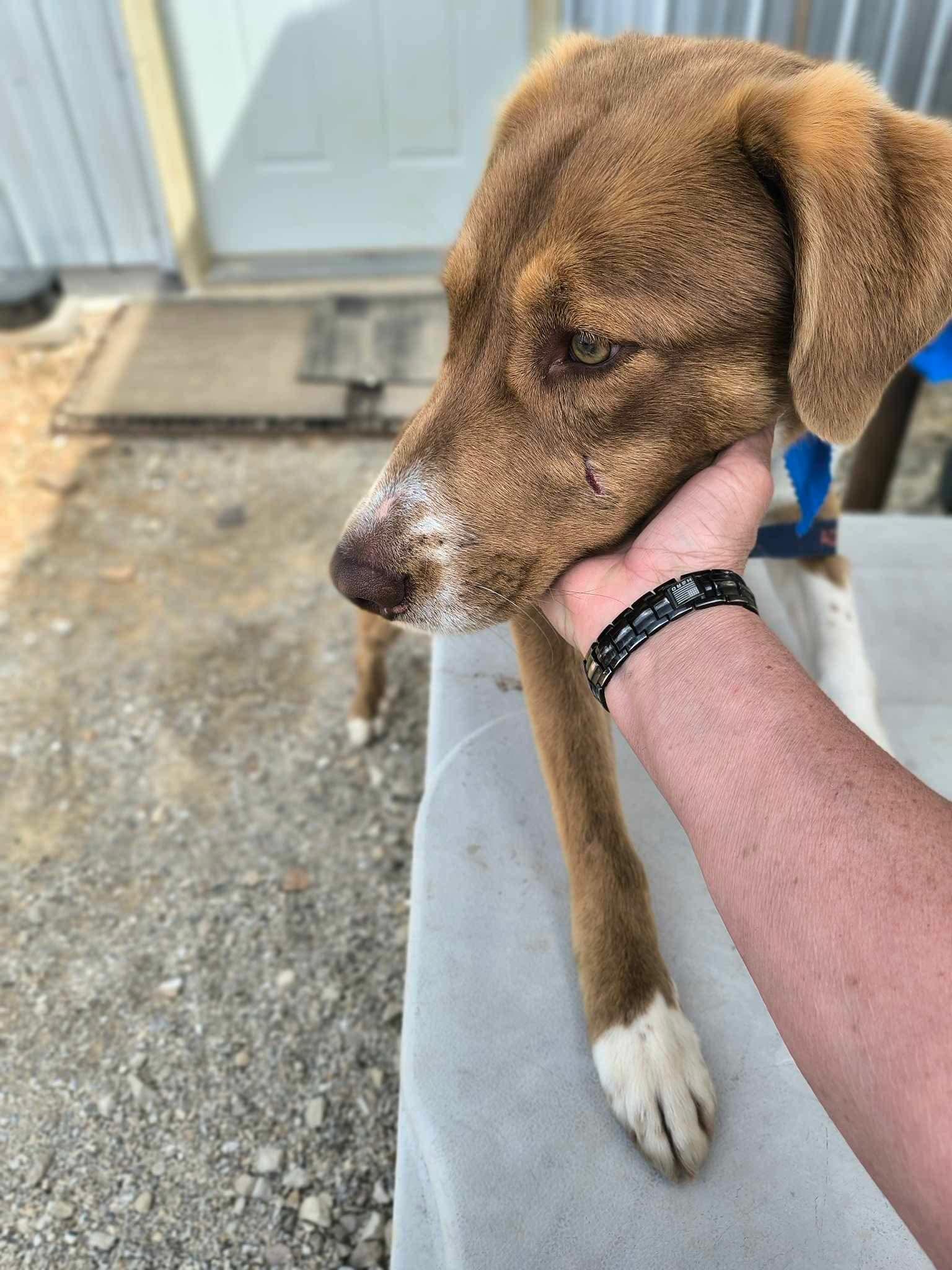 Enlarge Georgie, a Adoptable mixed breed in Stover, MO image 3/3