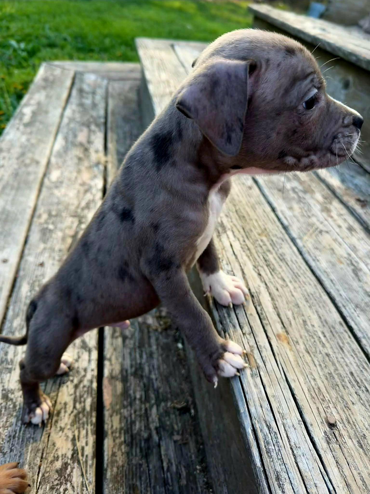 Enlarge Del, a ADOPTABLE mixed breed in Elwood, NJ image 2/5