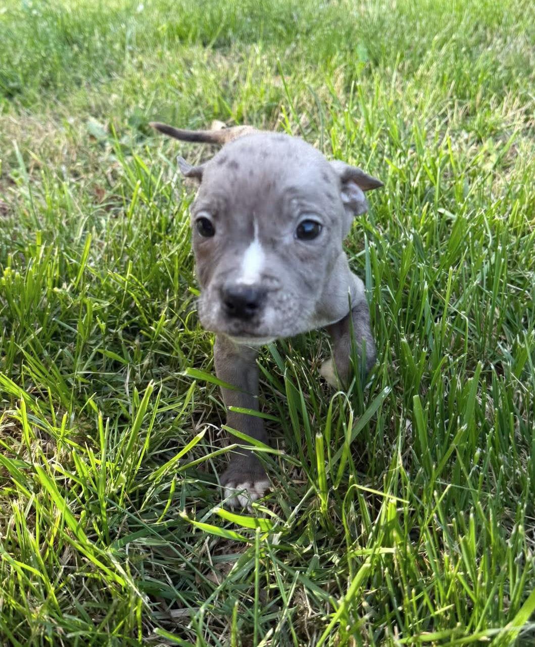 Enlarge Del, a ADOPTABLE mixed breed in Elwood, NJ image 5/5