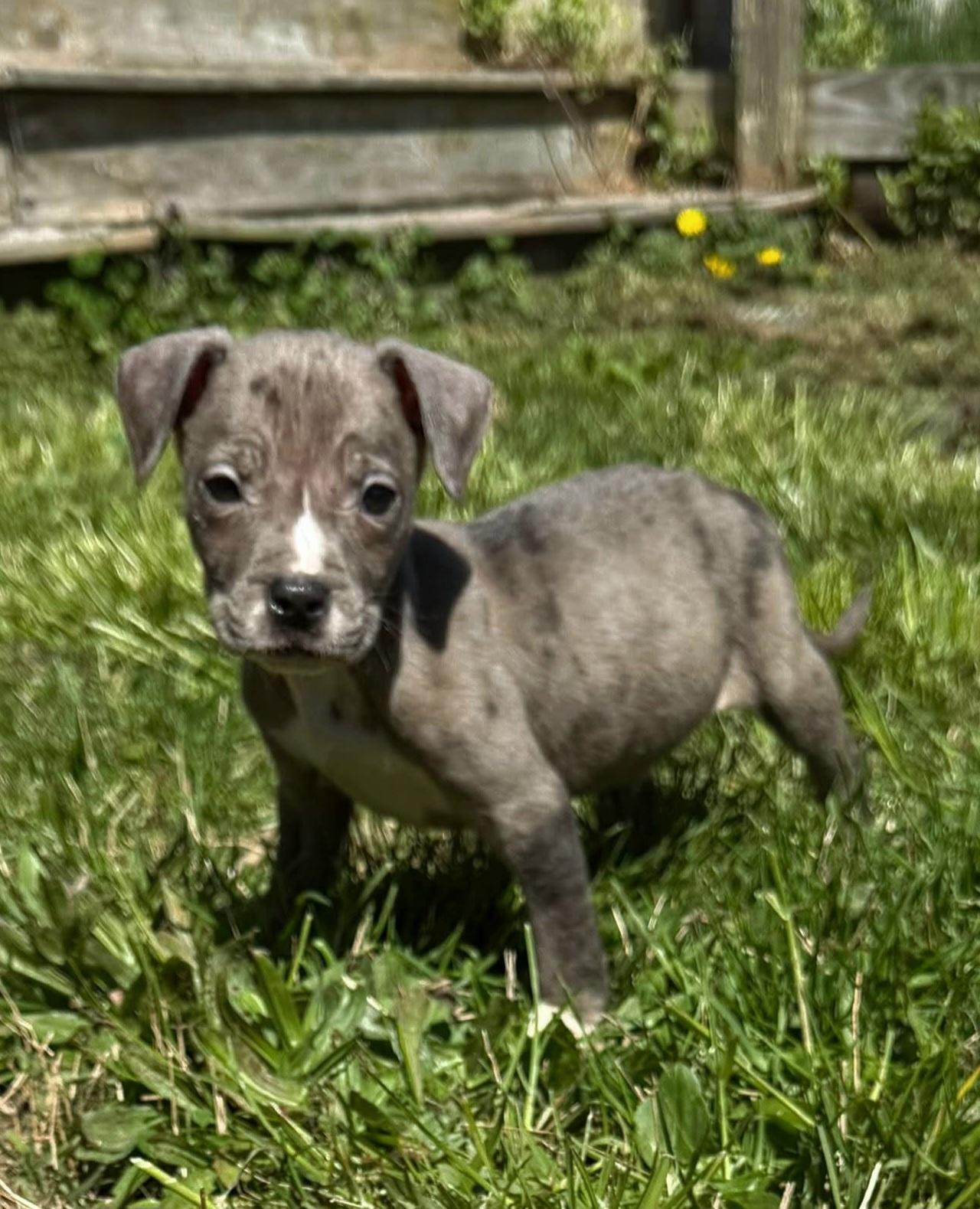 Enlarge Del, a ADOPTABLE mixed breed in Elwood, NJ image 3/5