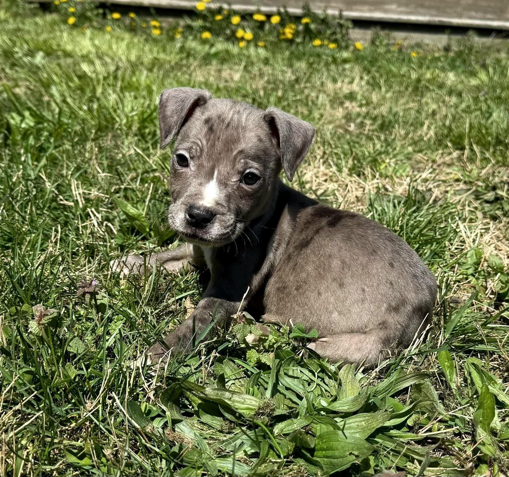 Enlarge Del, a ADOPTABLE mixed breed in Elwood, NJ image 4/5