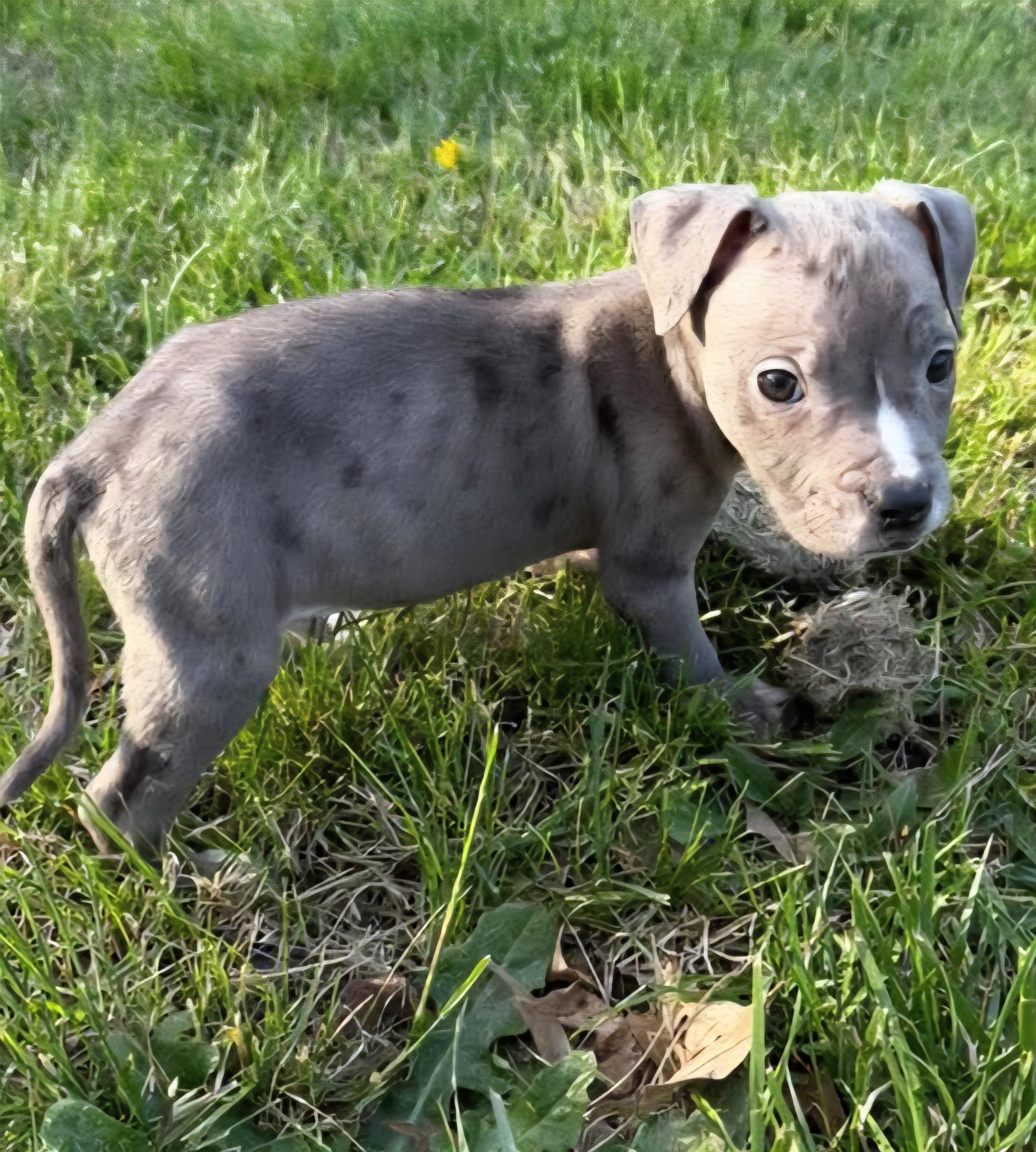Del, ADOPTABLE, Puppy Male Pit Bull Terrier & Terrier.