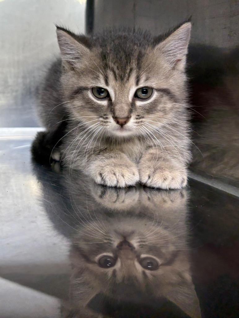 Agate, Adoptable, Kitten Male Domestic Medium Hair.