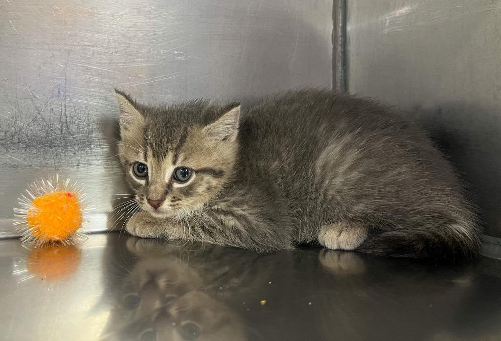 Enlarge Agate, a Adoptable mixed breed in Murray, KY image 1/1