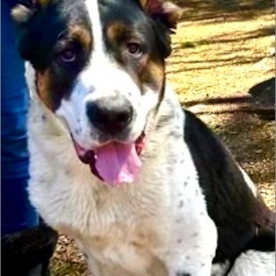 Archie ( wonderful personality!!), a Adoptable Bernese Mountain Dog in Los Angeles, CA image 1/6