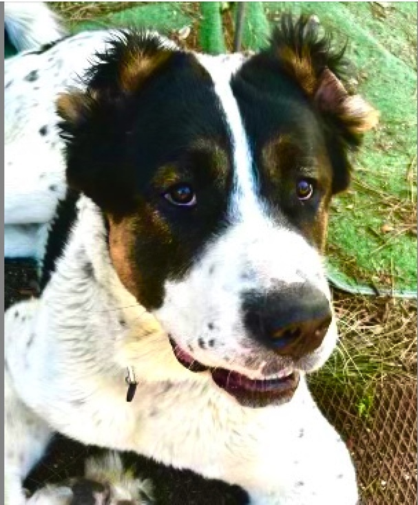 Archie ( wonderful personality!!), a Adoptable Bernese Mountain Dog in Los Angeles, CA image 2/6