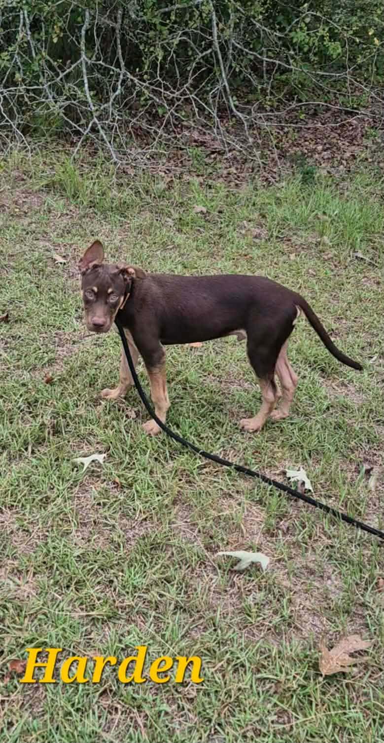 Harden, Adoptable, Young Male Labrador Retriever.