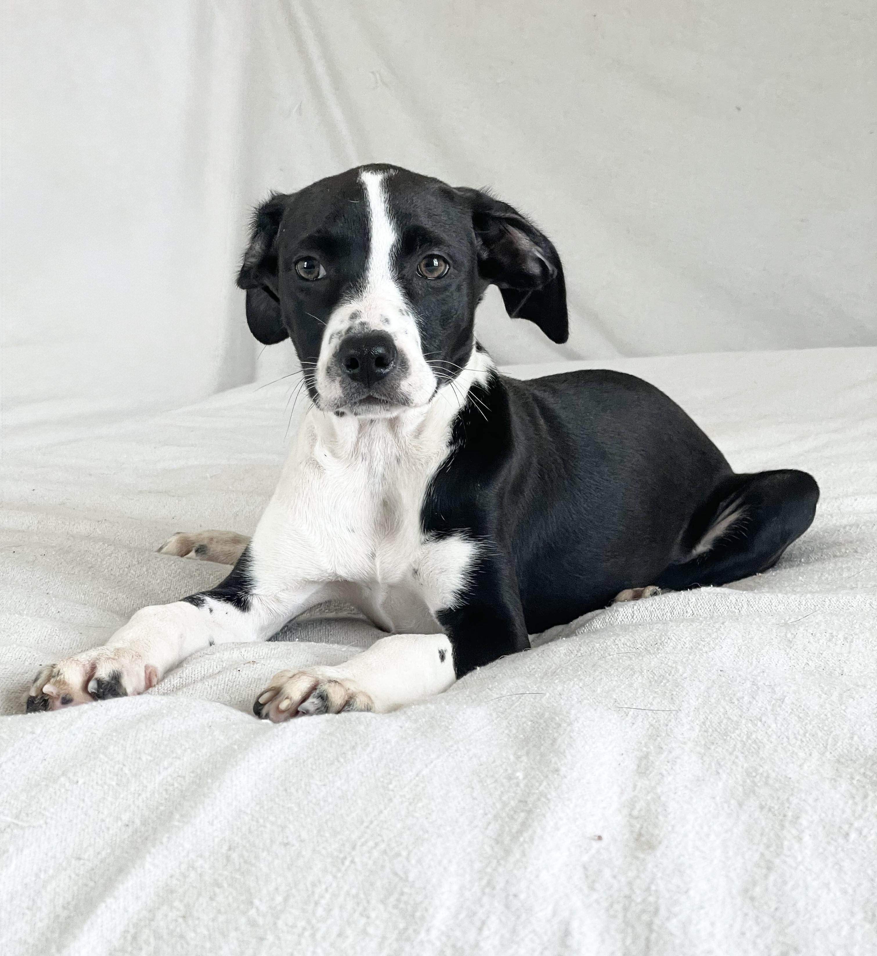 Enlarge Sweet Ovideo, a ADOPTABLE mixed breed in West Hartford , CT image 4/5