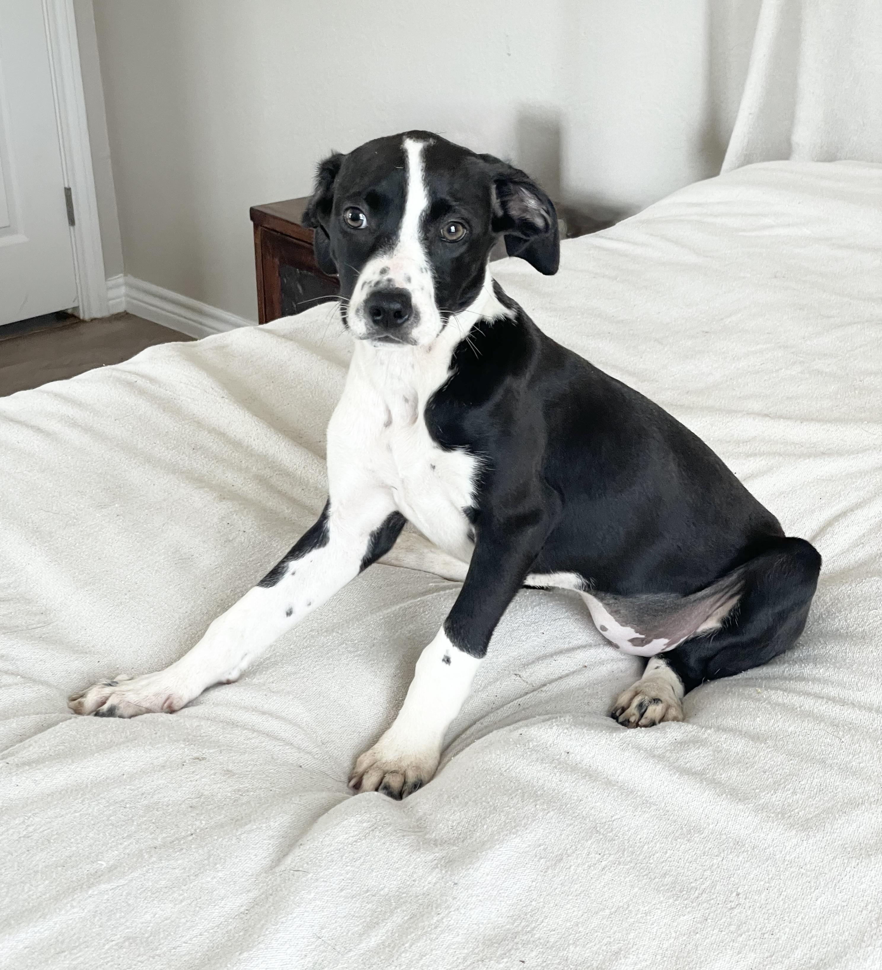 Enlarge Sweet Ovideo, a ADOPTABLE mixed breed in West Hartford , CT image 2/5