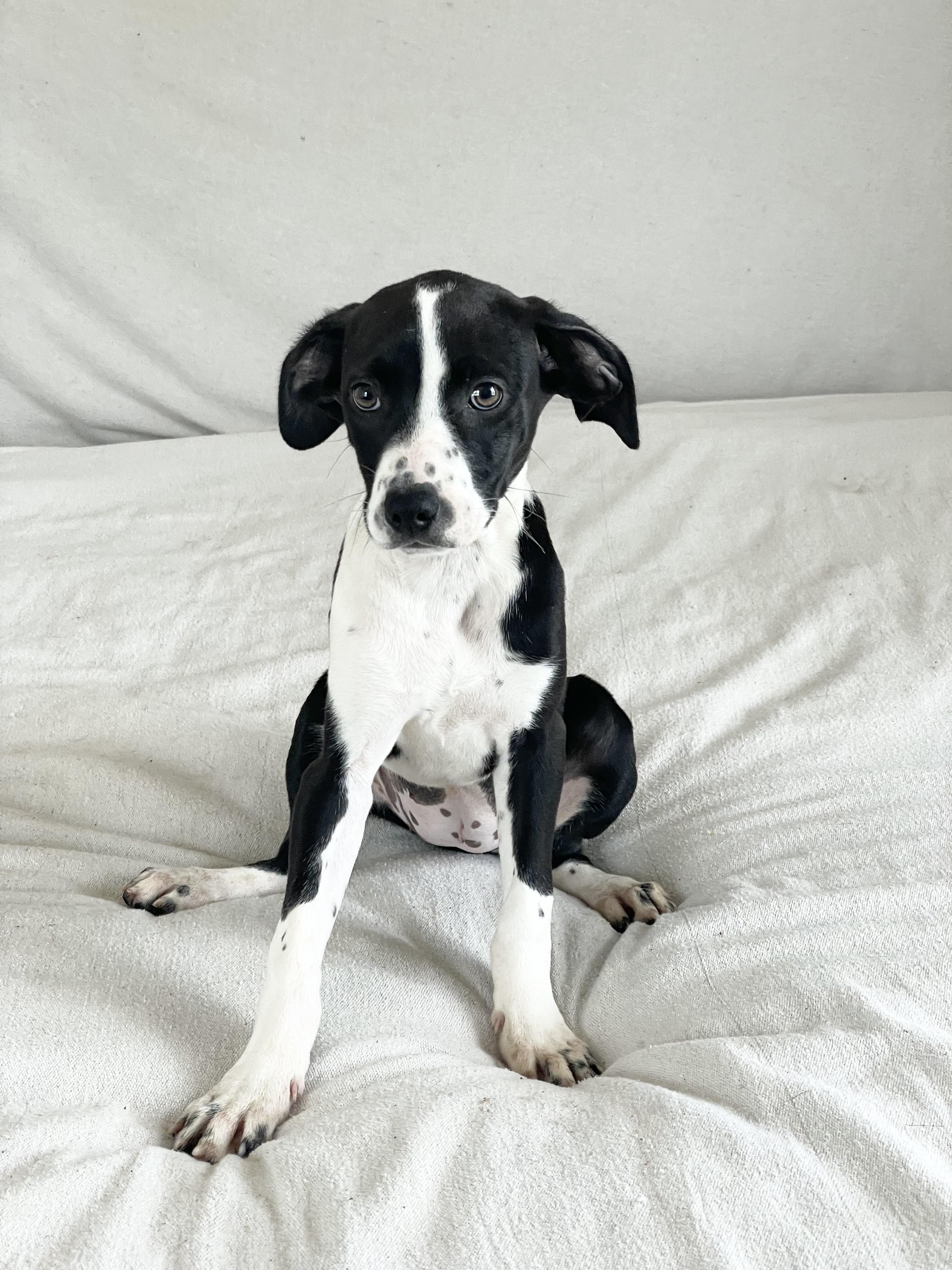 Enlarge Sweet Ovideo, a ADOPTABLE mixed breed in West Hartford , CT image 3/5