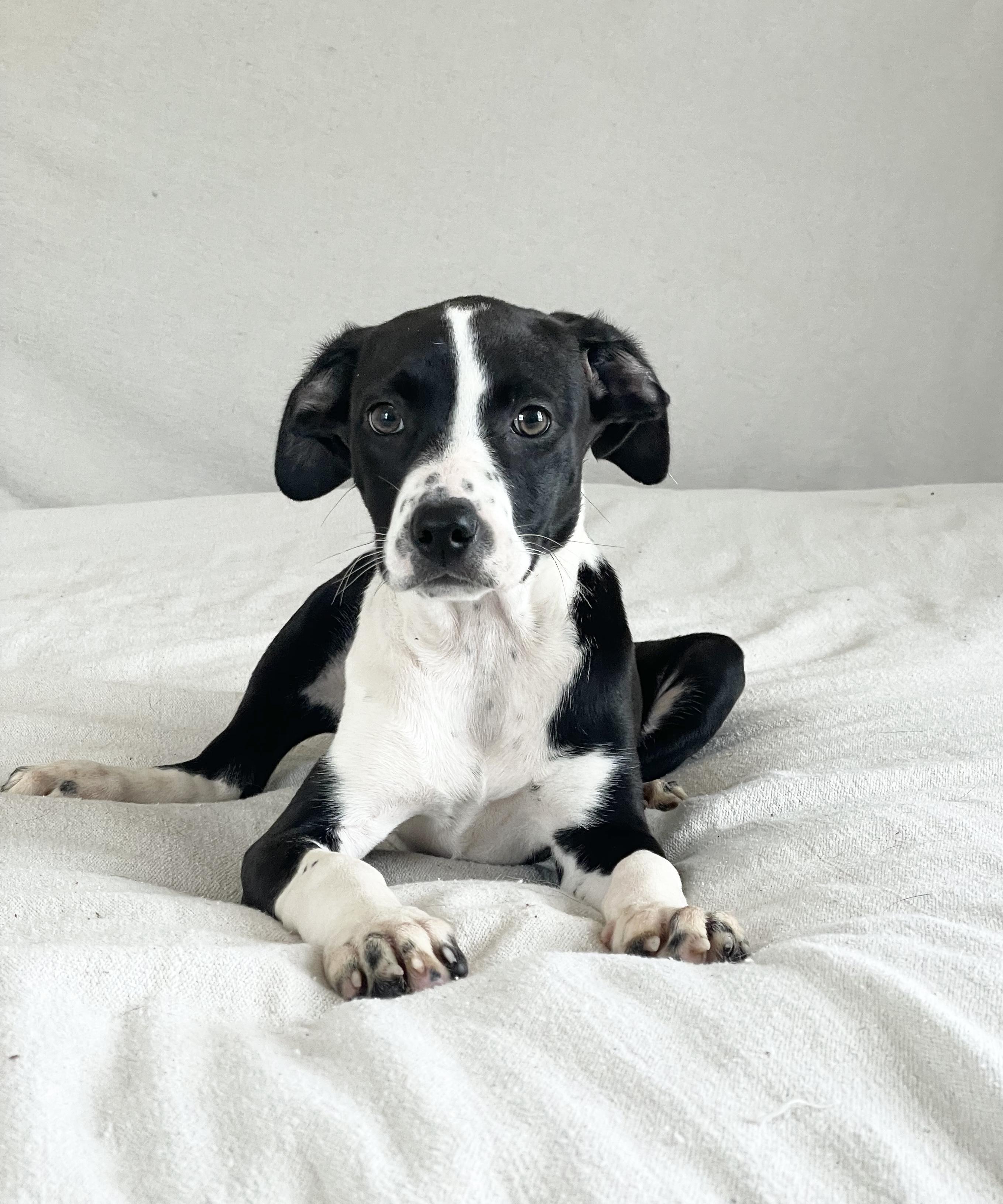 Enlarge Sweet Ovideo, a ADOPTABLE mixed breed in West Hartford , CT image 5/5