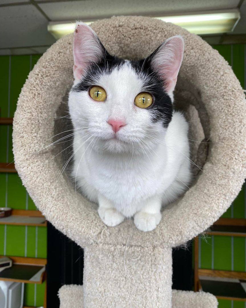 Perdita, Adoptable, Adult Female Domestic Short Hair.