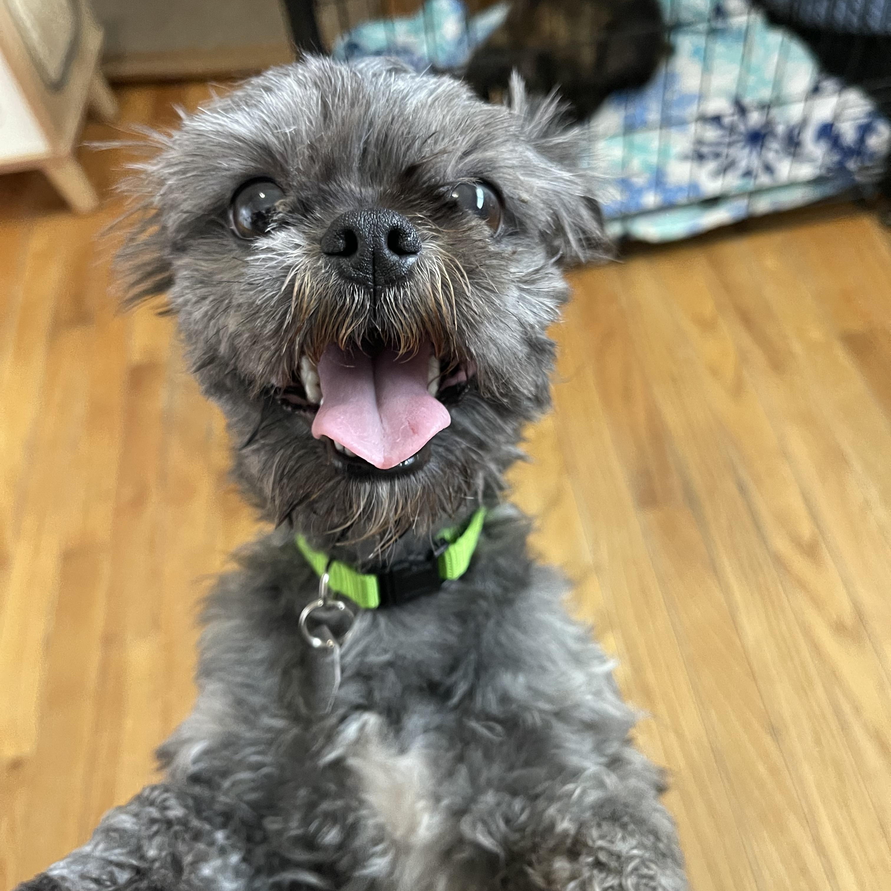 Enlarge Bronco, a ADOPTABLE Brussels Griffon in Salt Lake City, UT image 2/6