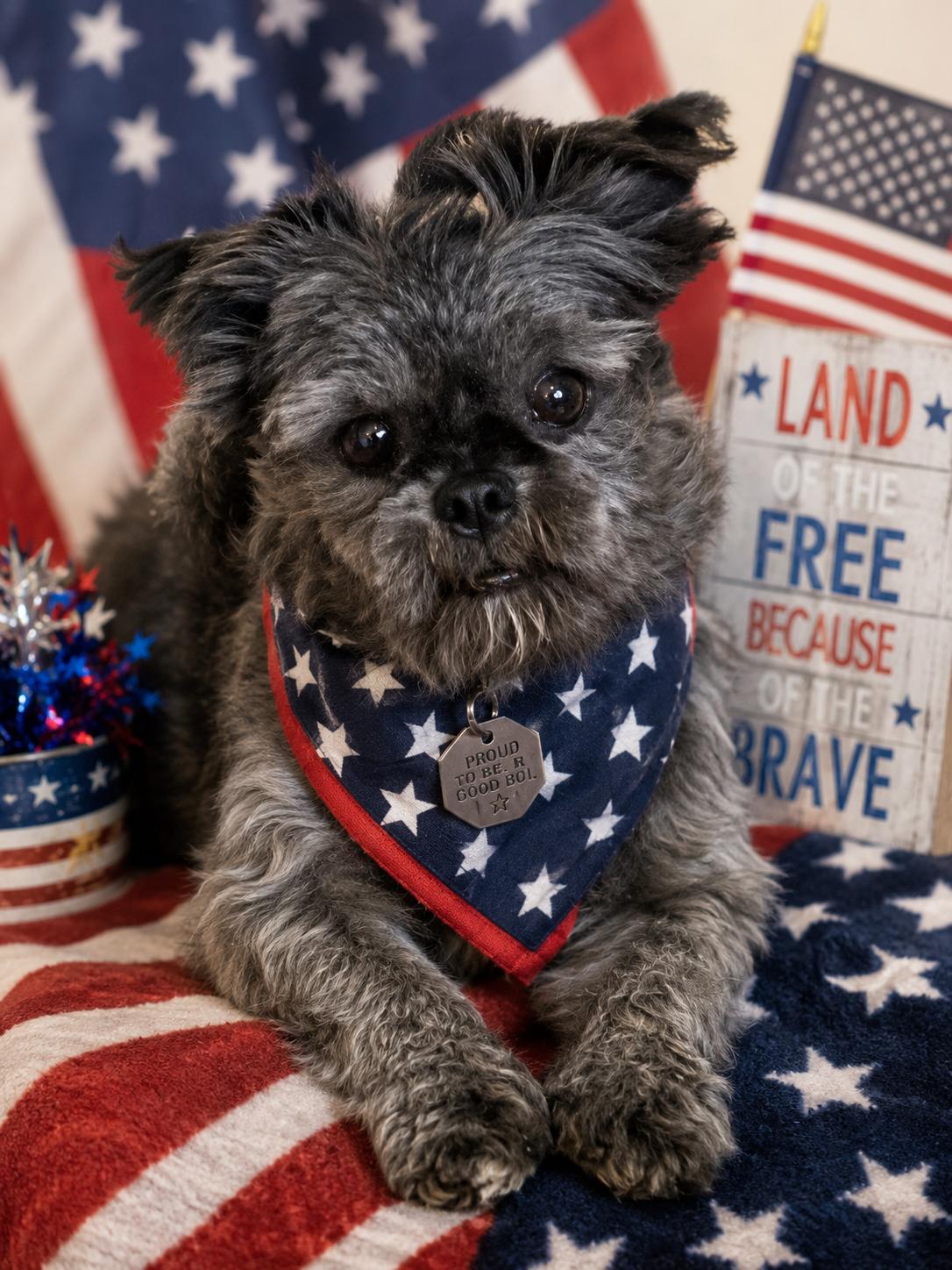 Enlarge Bronco, a ADOPTABLE Brussels Griffon in Salt Lake City, UT image 1/6