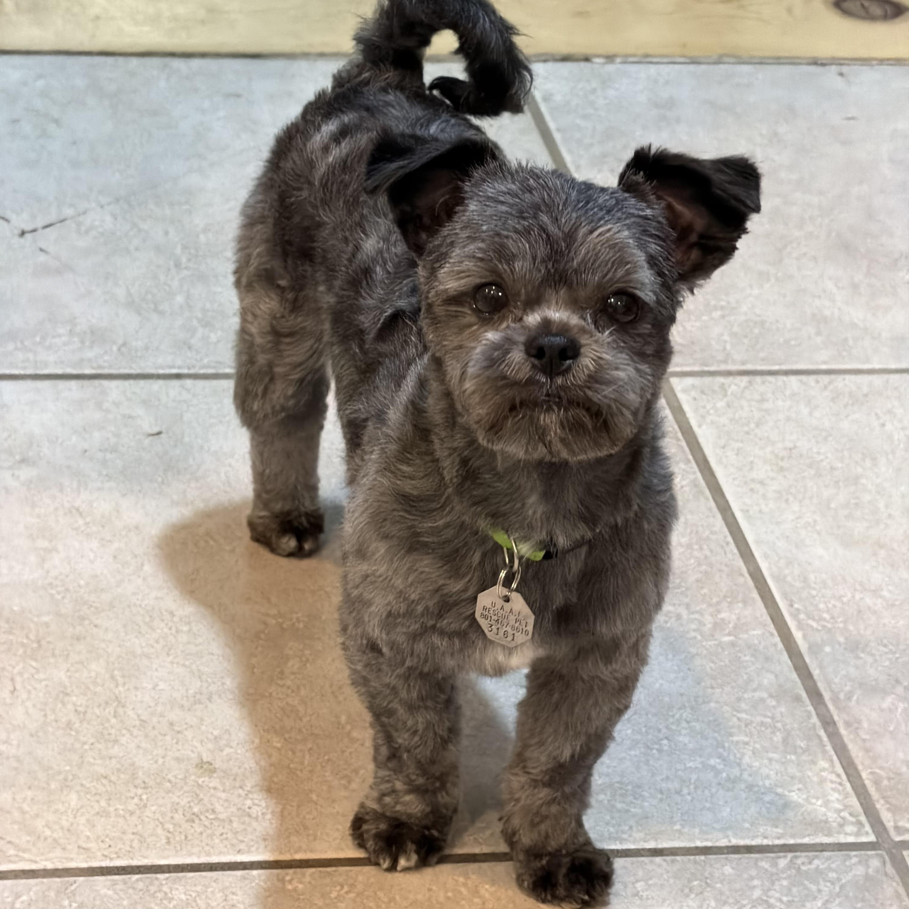 Enlarge Bronco, a ADOPTABLE Brussels Griffon in Salt Lake City, UT image 6/6