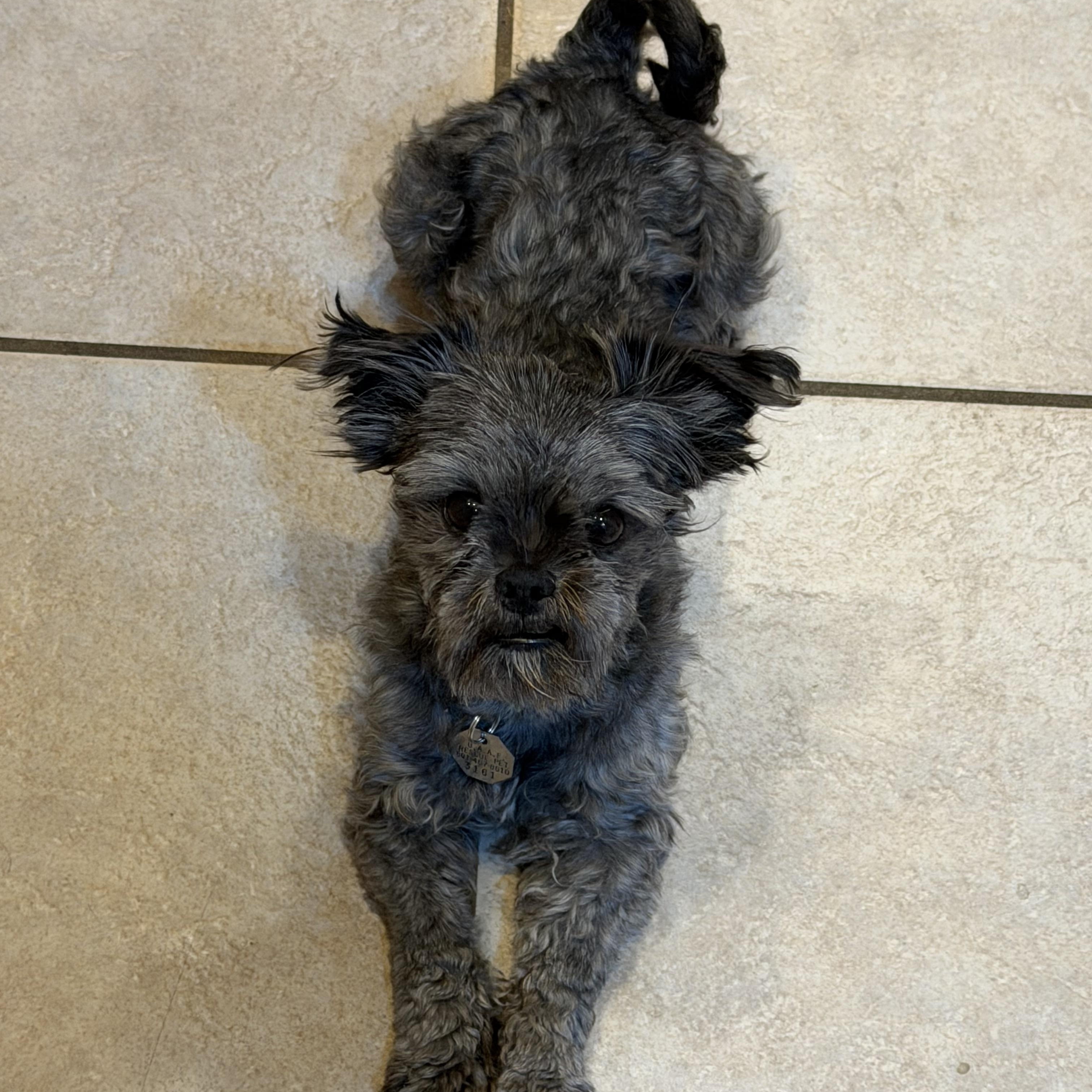 Enlarge Bronco, a ADOPTABLE Brussels Griffon in Salt Lake City, UT image 4/6