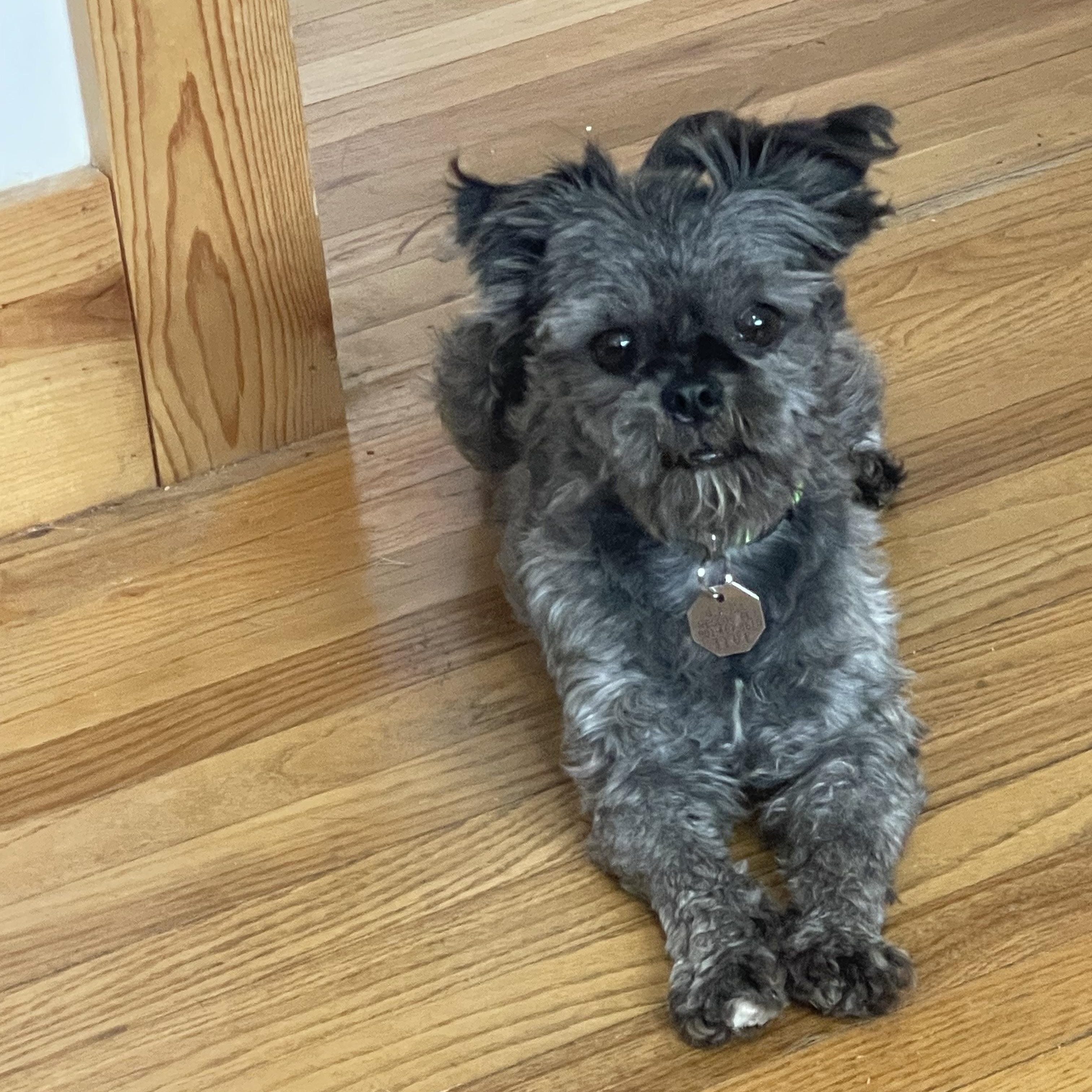 Enlarge Bronco, a ADOPTABLE Brussels Griffon in Salt Lake City, UT image 3/6