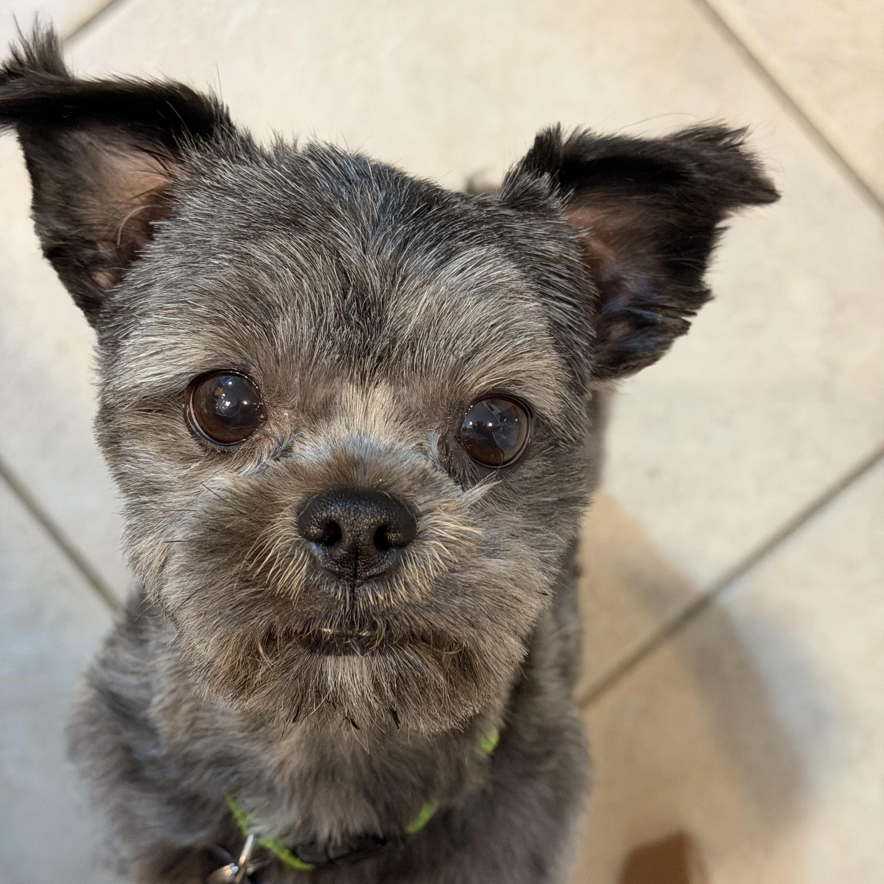 Enlarge Bronco, a ADOPTABLE Brussels Griffon in Salt Lake City, UT image 5/6