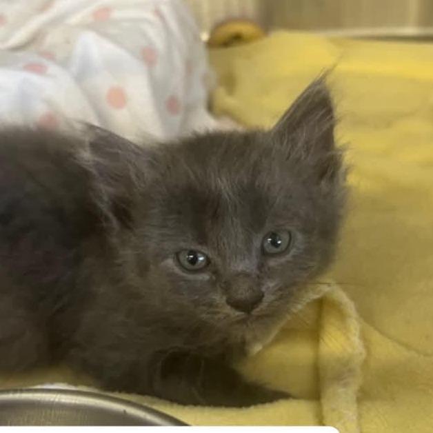 The Peppers - Habanero, Adoptable, Kitten Male Domestic Long Hair & Domestic Long Hair.