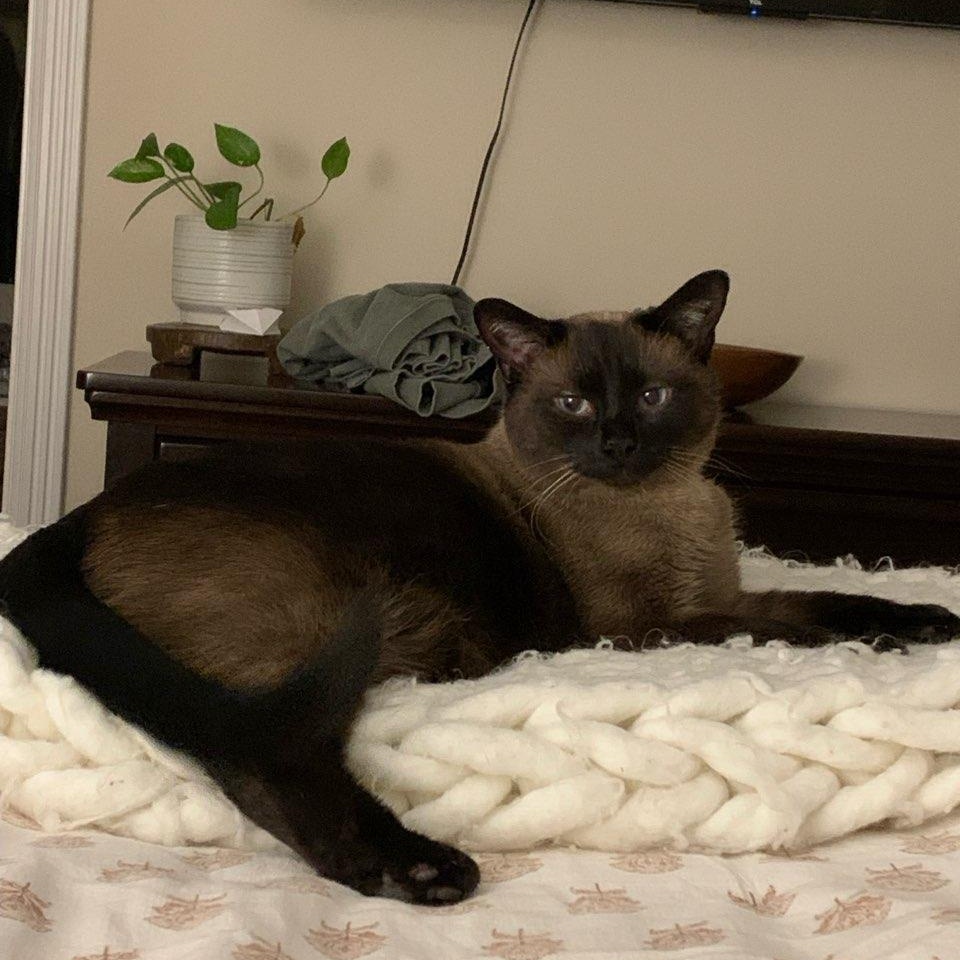 Queenie, an adopted Siamese in Fairborn, OH image 4/6