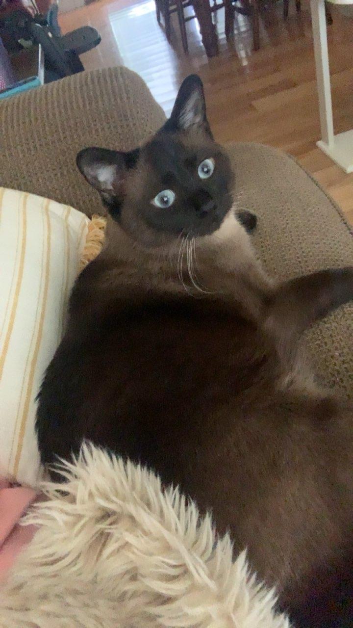 Queenie, an adopted Siamese in Fairborn, OH image 6/6