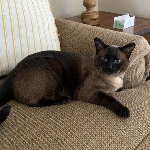Queenie, an adopted Siamese in Fairborn, OH image 1/6