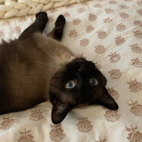 Queenie, an adopted Siamese in Fairborn, OH image 3/6