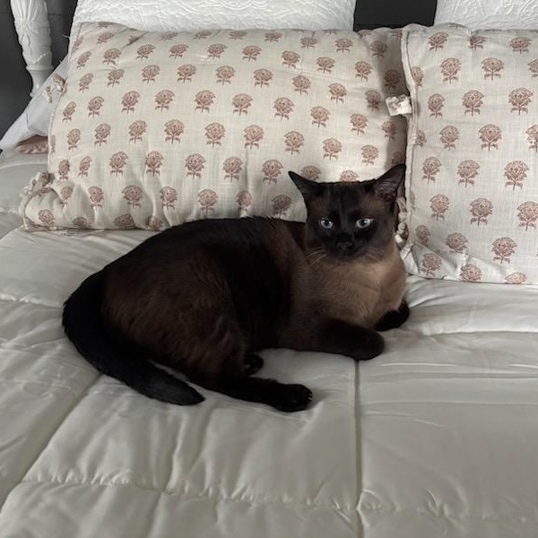 Queenie, an adopted Siamese in Fairborn, OH image 5/6