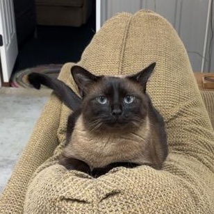 Queenie, an adopted Siamese in Fairborn, OH image 2/6