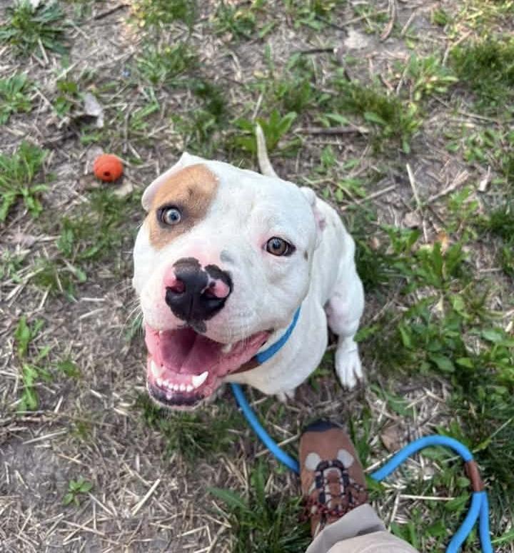 Jagger, a ADOPTABLE Pit Bull Terrier in Chicago, IL image 4/5